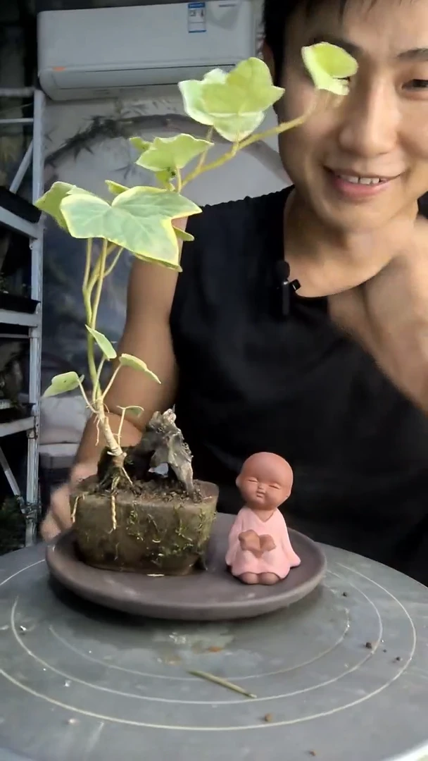 舍*中青园艺一物一拍278