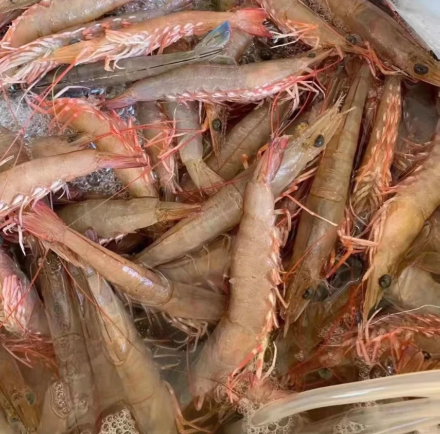 台山川岛 大红须虾 大大支海麻虾 新鲜海虾大自然海虾 净重2.4斤