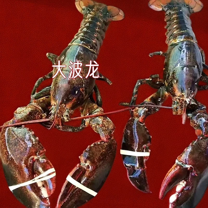 【现场称重】6-12斤大波龙生冻顺丰冷链运输【10】