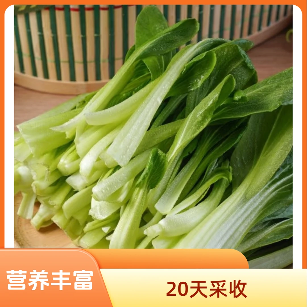 速生鸡毛菜种子小青菜耐热品质阳台菜园精选