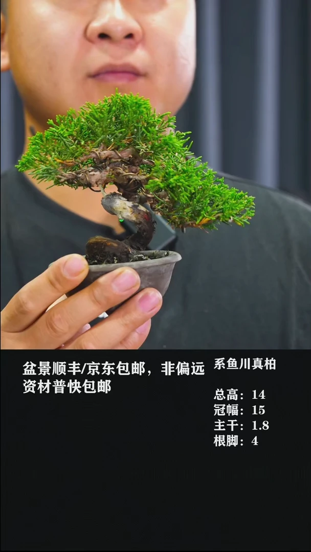 无花朵清****随系鱼川真柏-263
