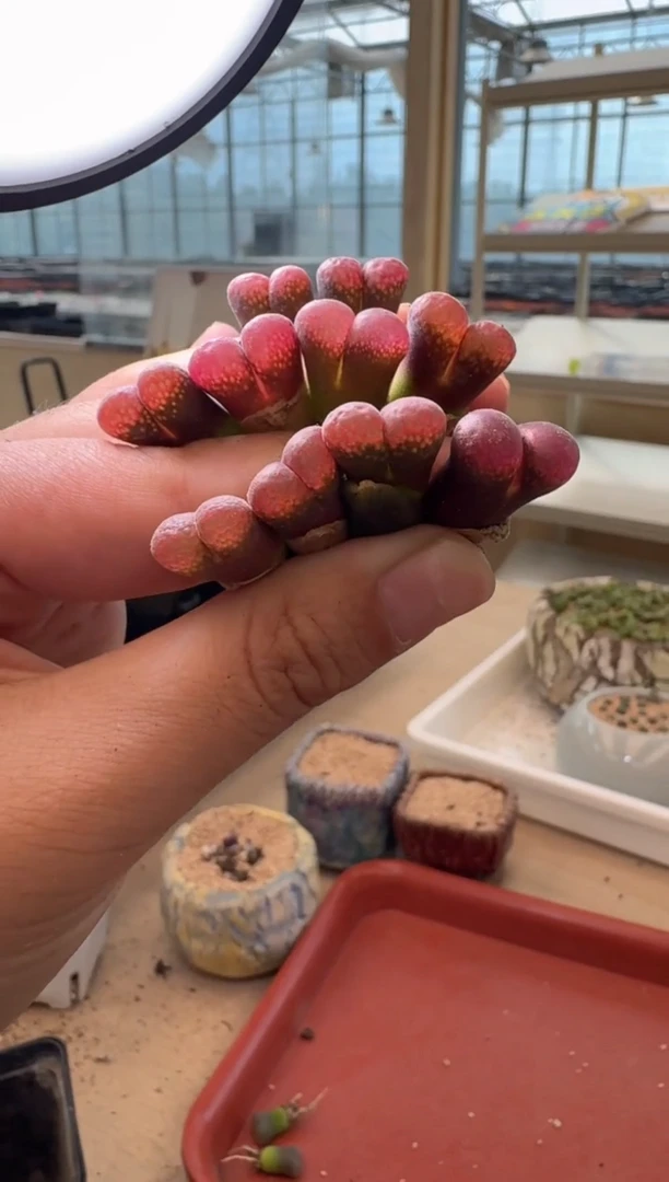 13-275多肉植物肉锥一颗