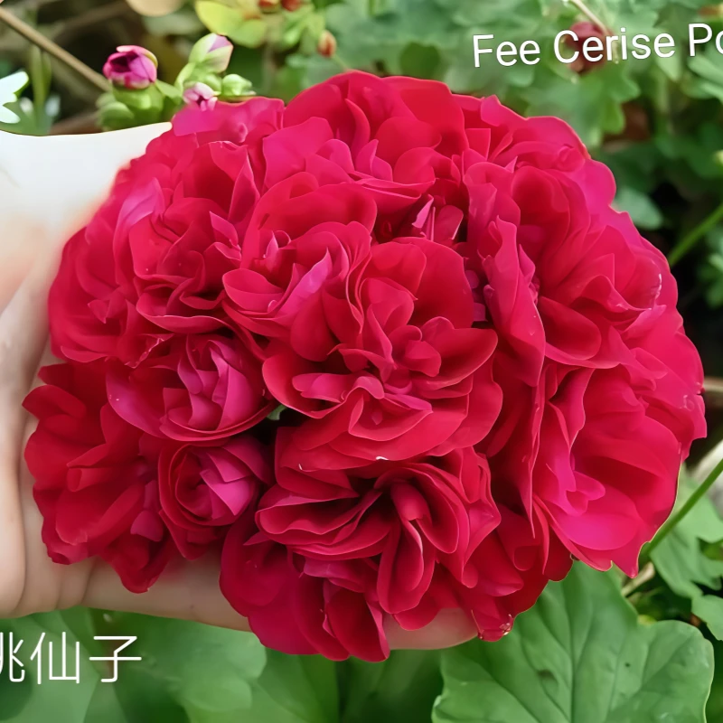 【樱桃仙子】直立 中苗 带花苞 多分支天竺葵原盆原土发四季开爆花