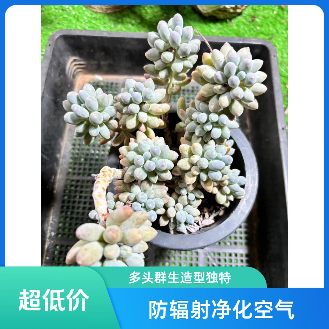 婴儿手指多肉植物多肉盆栽群生多头室内好养防辐射宝宝盆栽