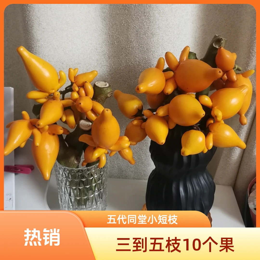 五代同堂黄金果南瓜花鲜花小短枝完美五代黄金果五代果花瓶室内