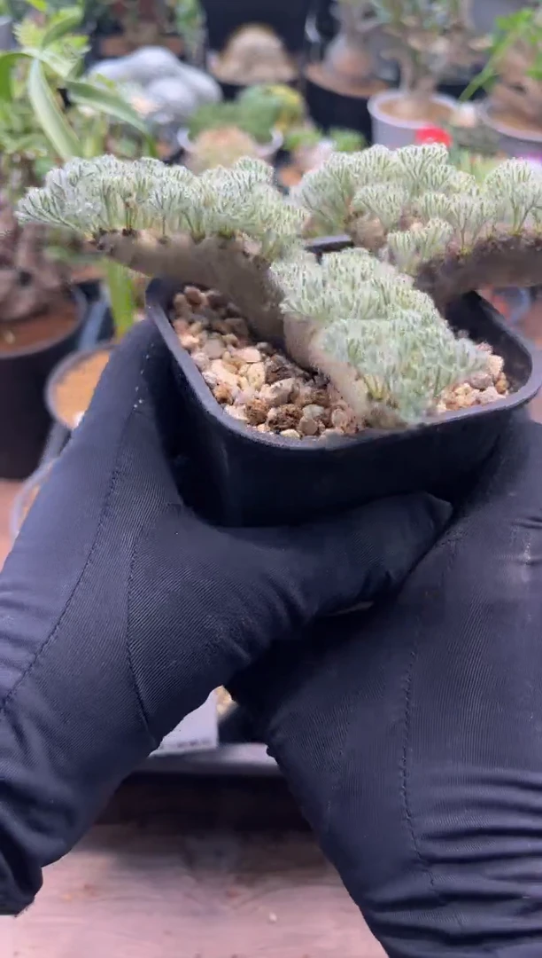 大哥专拍产地黑皮月界带盆发