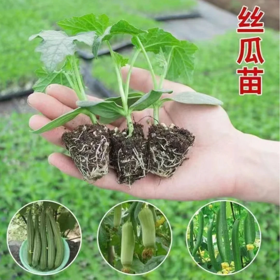 丝瓜苗早熟大肉各种高产丝瓜苗带土秧苗四季阳台盆栽庭院蔬菜秧苗