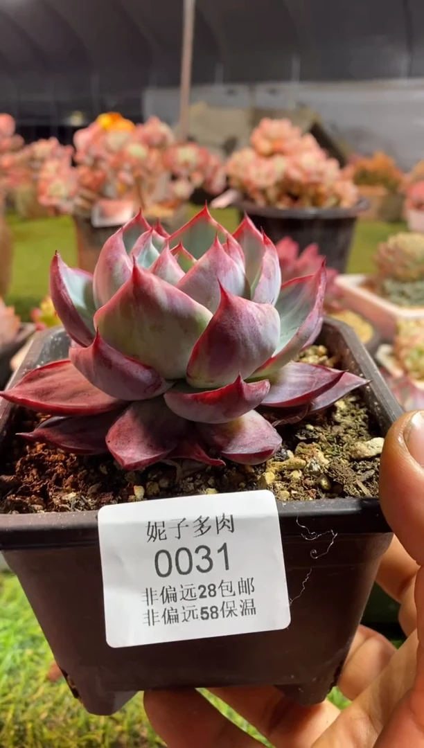 【闪购商品】拉丝翻页惊鸿0031aaaa