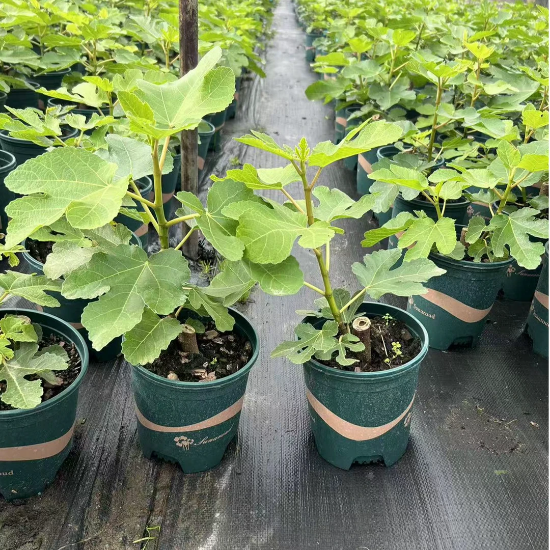 无花果苗 1加仑带盆发货 盲盒 不记得是什么品种了 盲盒1号