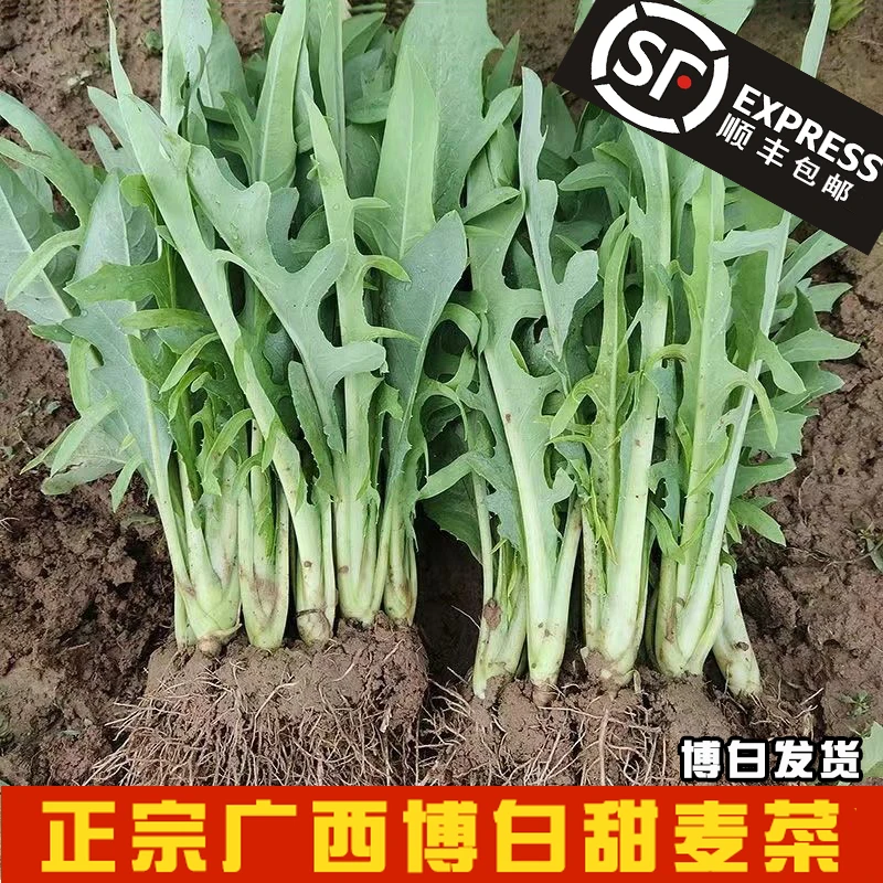 广西博白甜麦菜苗种籽花芽麦菜秧苗种子阳台盘栽菜苗带泥发货种植