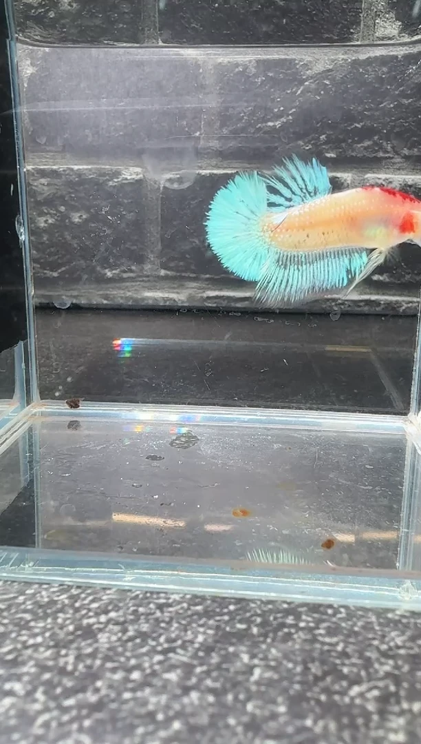 斗鱼5号拍品印尼斗鱼