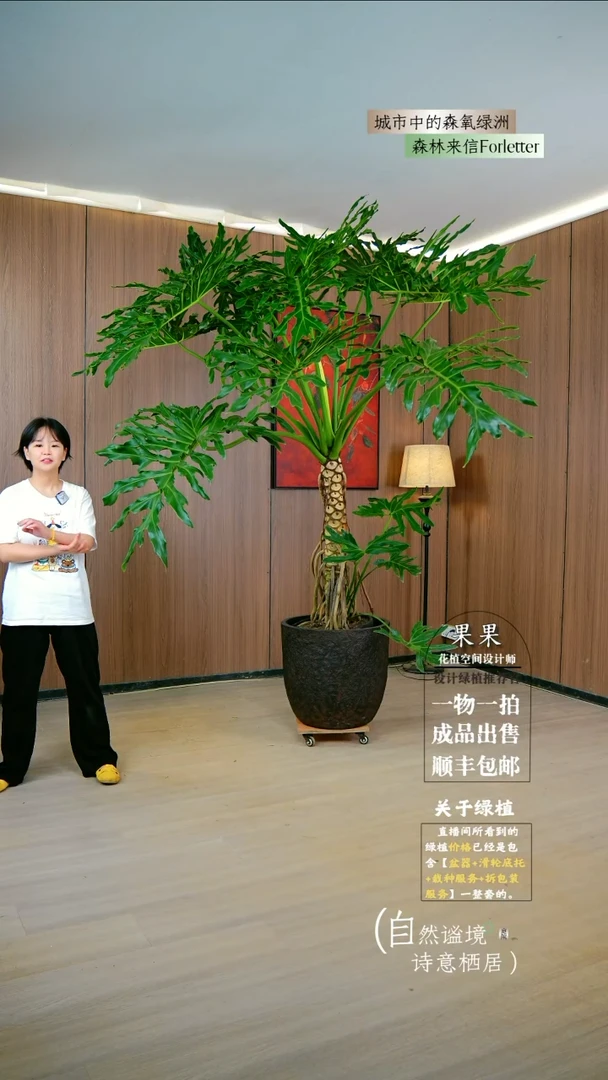 不开花植物机*人20年老桩大龙鳞春羽一整套送货上门