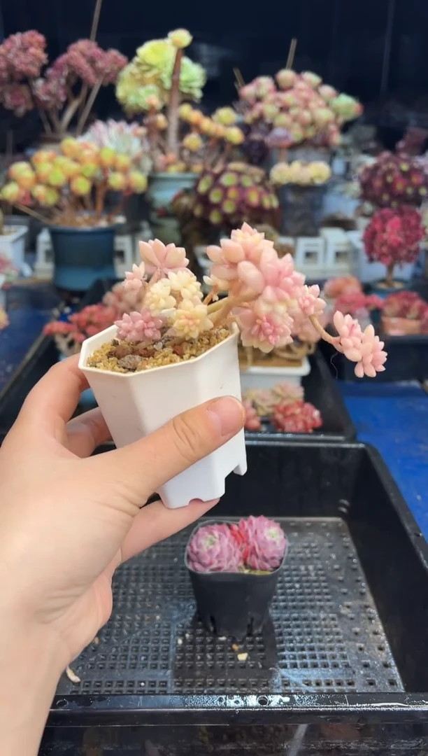 【闪购商品】171不带盆