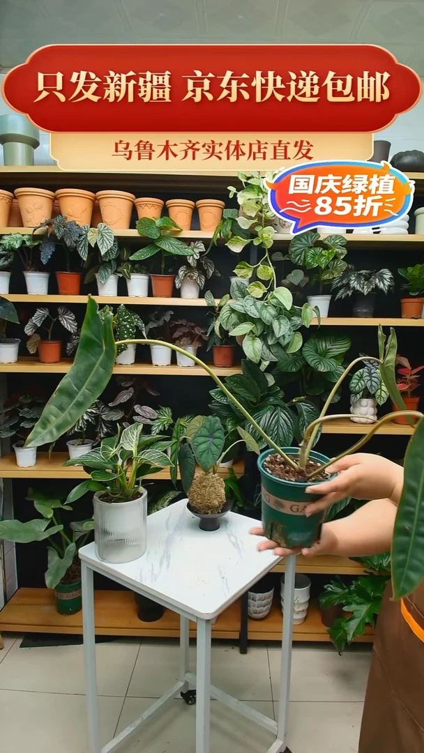 完全开放◕橙柄蔓绿绒（有叶损）
