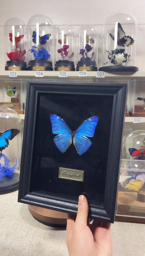 大自然真实的蝴蝶标本