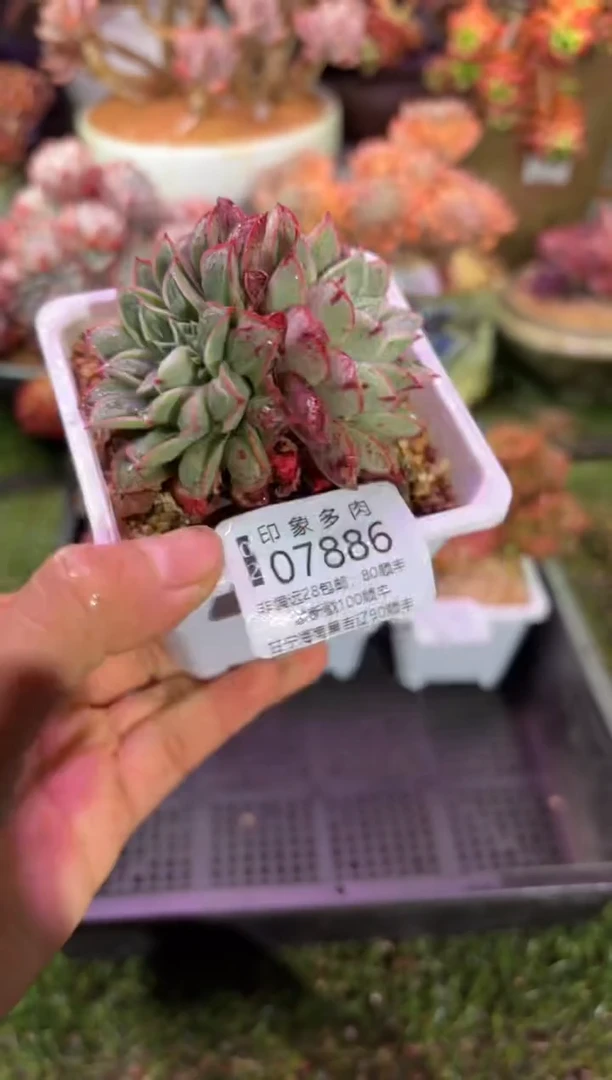 【闪购商品】07886