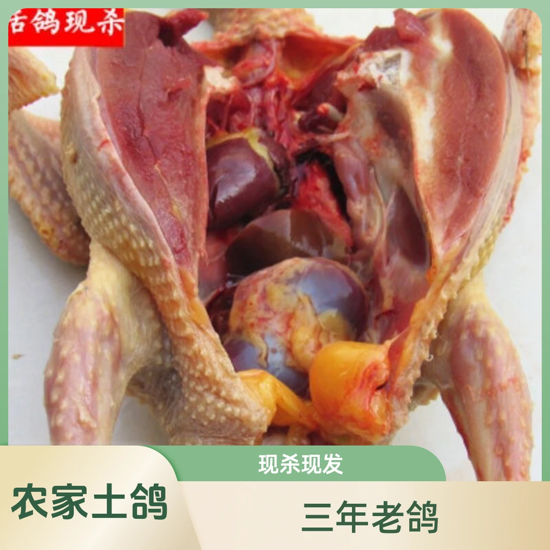 农村散养老鸽子3年已上老鸽子现杀现发