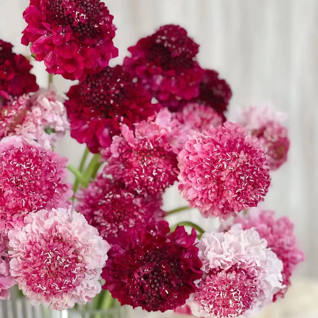 【一品花集】【草莓圣代松虫草】 花期长养护推荐