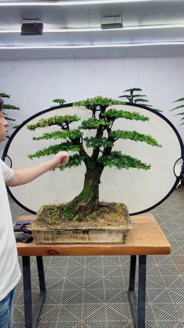 无花朵一物一拍一物一拍