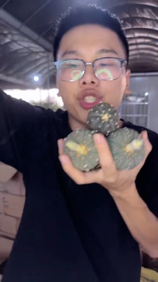 3颗 实生根 星兜 4-6cm