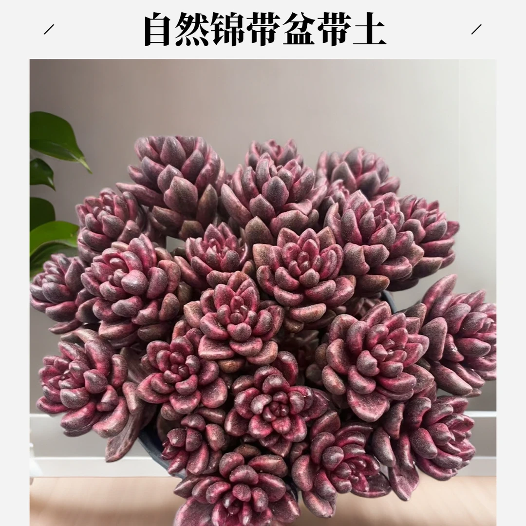 红豆锦自然锦带盆带土发货（任意两单包邮）