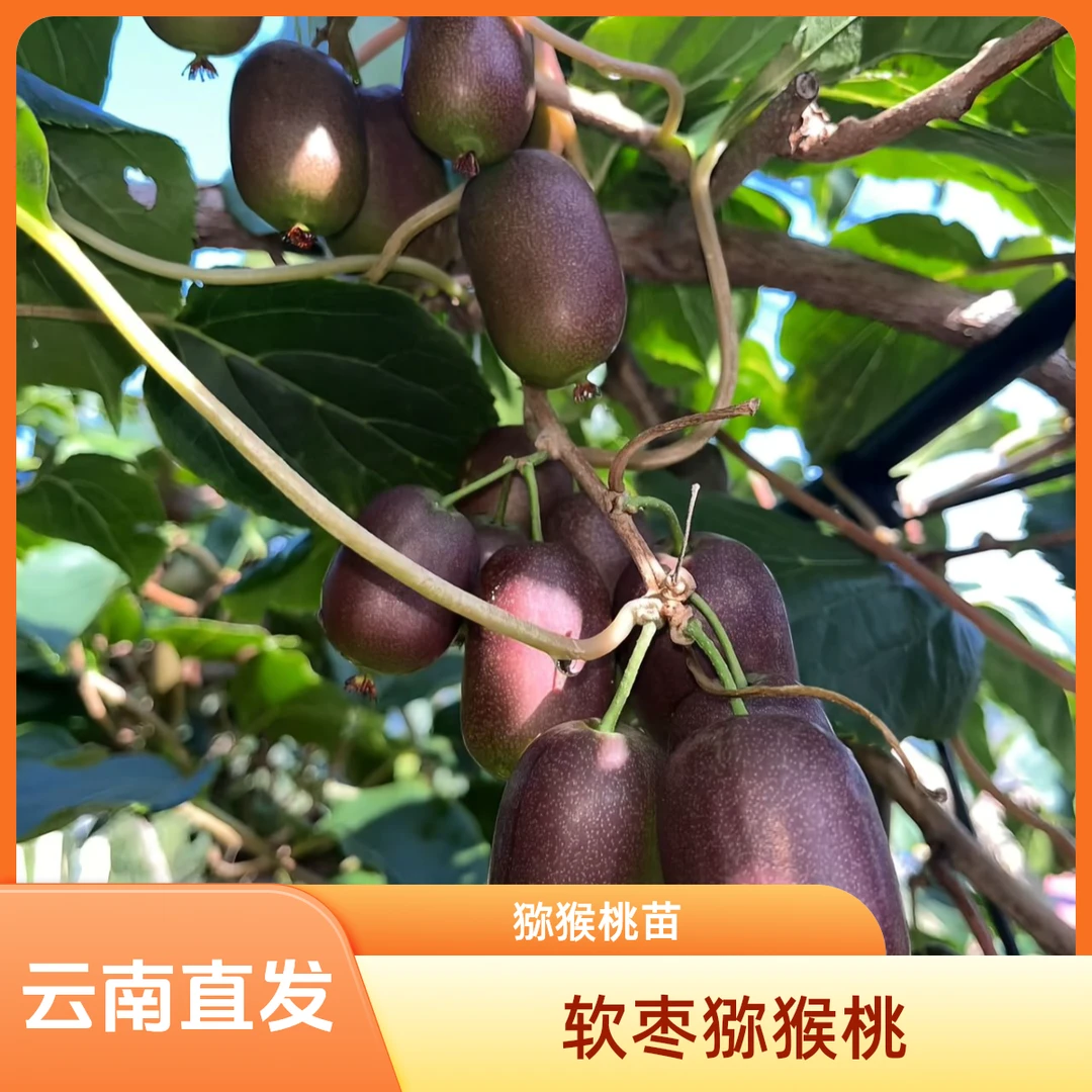 l软枣猕猴桃公母同株品种猕猴桃南方北方都可种植果树苗
