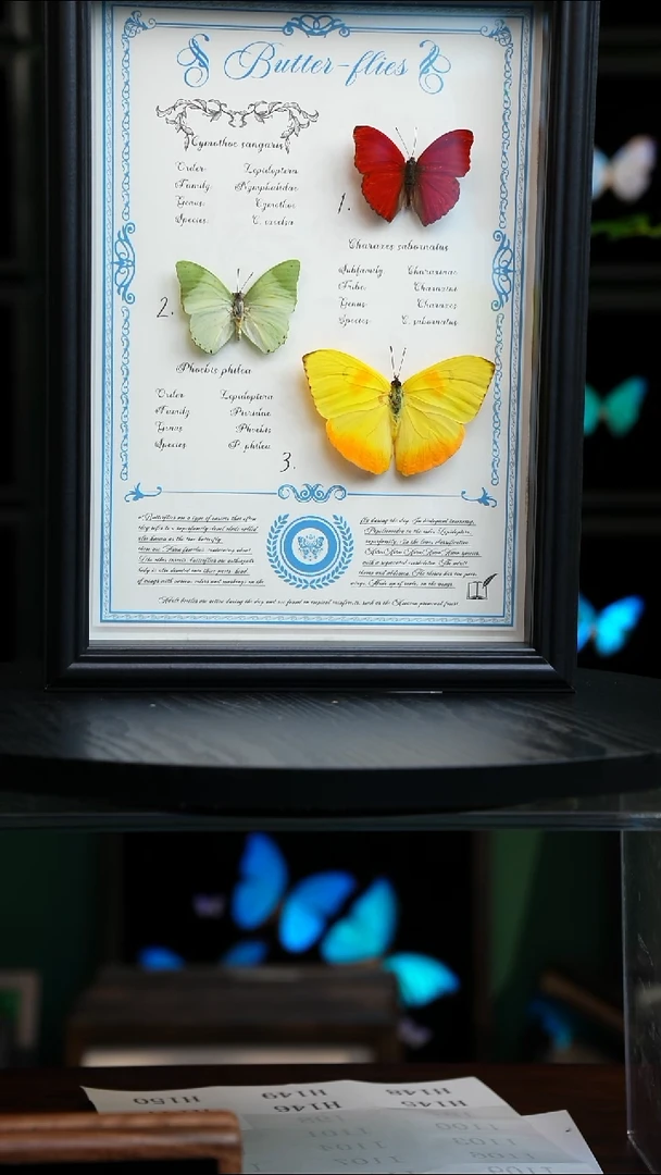 红绿黄三色蝴蝶嗄黑框