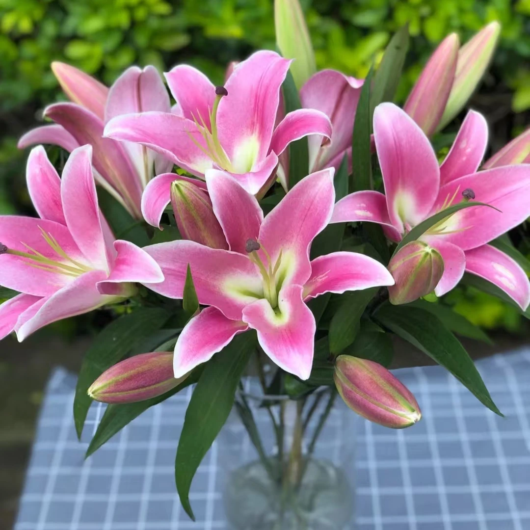 普拉芬多粉百合花香水云南鲜花水培鲜切花真花昆明斗南基地直发