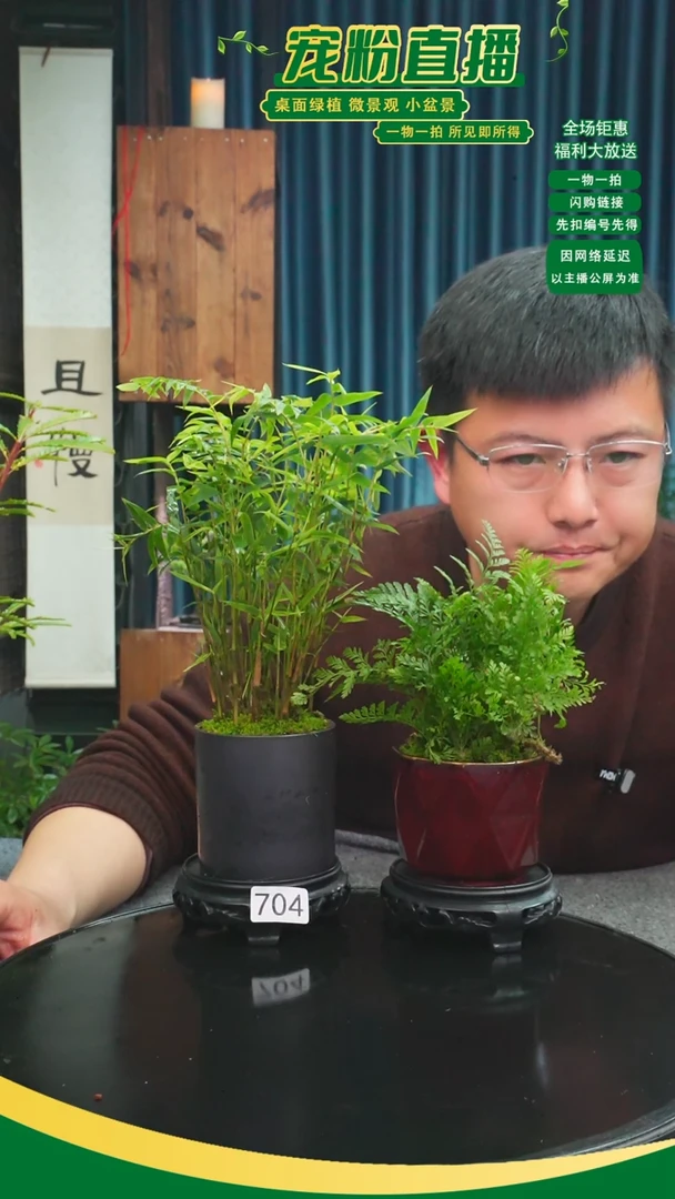 无花朵绿*苔藓微景观704号