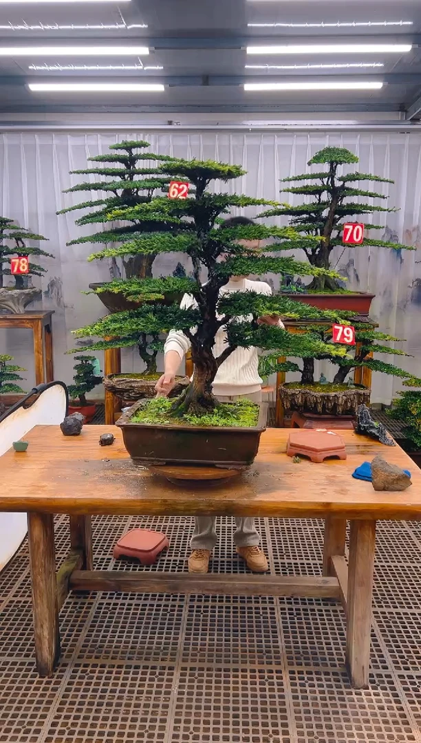 无花朵用****2精品盆景直播间一物一拍