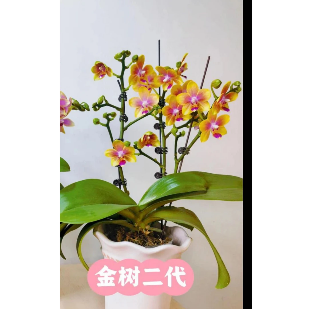 3个花剑 浓香型【金树二代】3.0寸蝴蝶兰能开100多花苞左右
