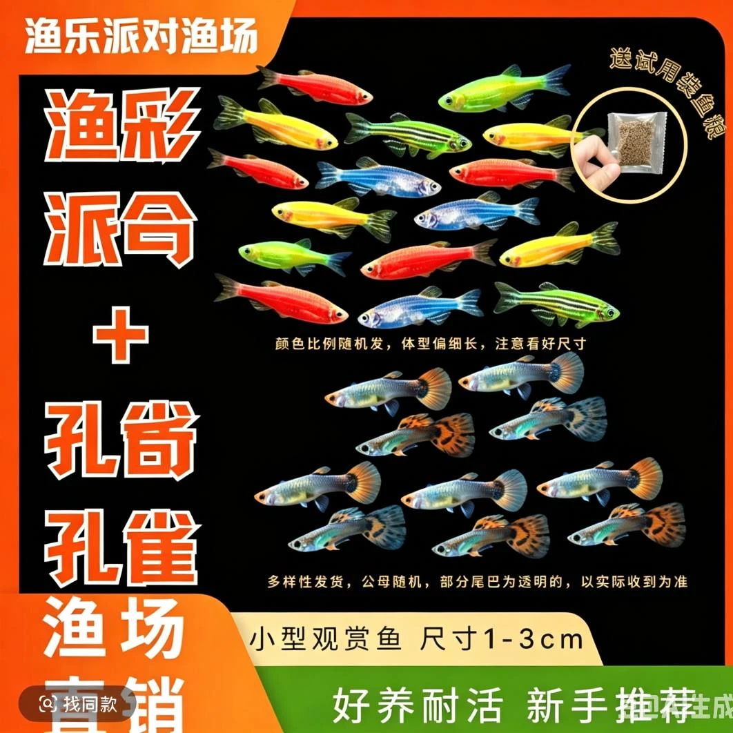 【斑马+孔雀+米奇】新手彩色热带鱼冷水观赏鱼淡水金鱼小型鱼
