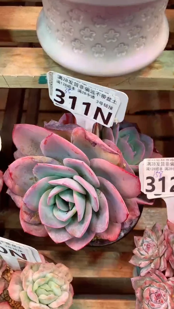 311N（一物一拍，精品多肉，所见即所得 ）