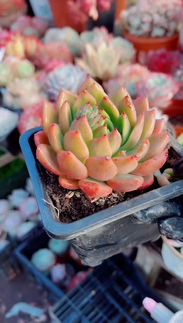 诺**奇跃跃精品多肉01020