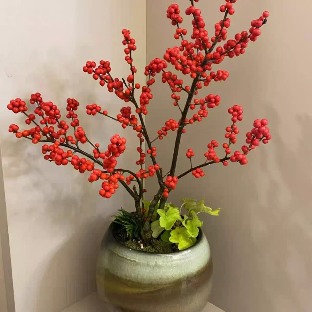 北美冬青盆栽地栽冬红果年宵花