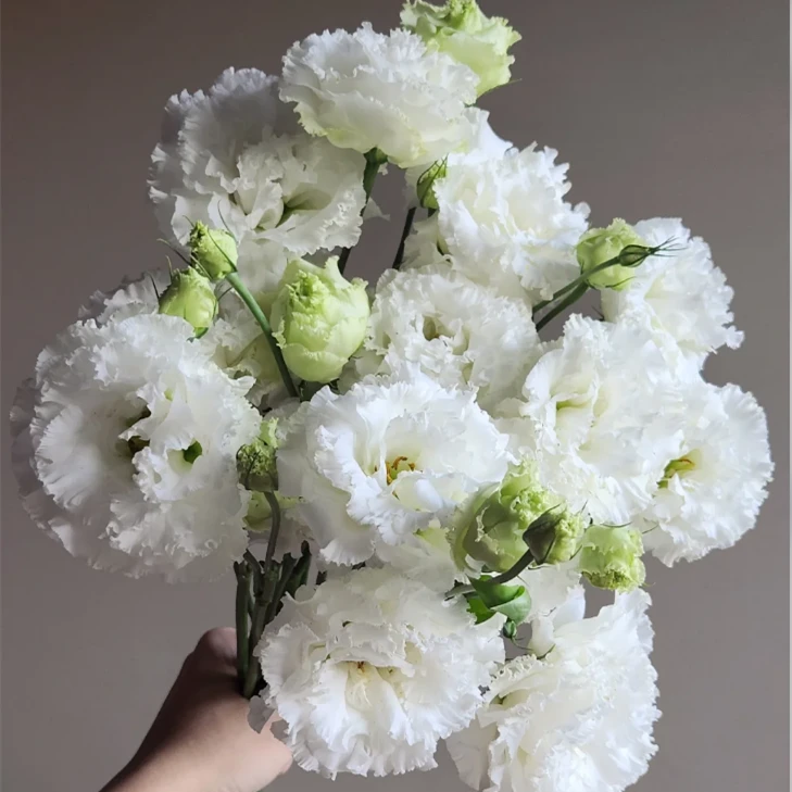 次日达-【白色桔梗】1份洋桔梗鲜花批发直播任意两单升级顺丰包邮三单送随机花瓶一个今天拍明天到