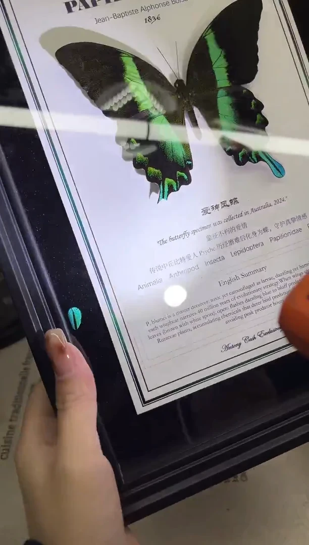 天堂凤蝶 相框  瑕疵处理