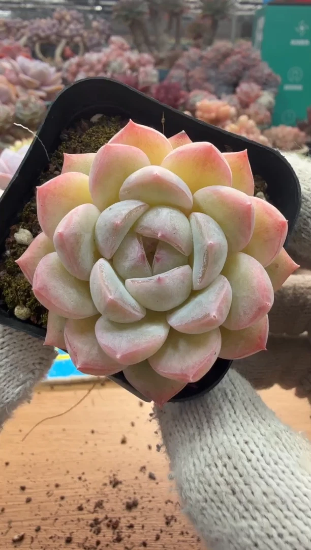 东云多肉园三店-19