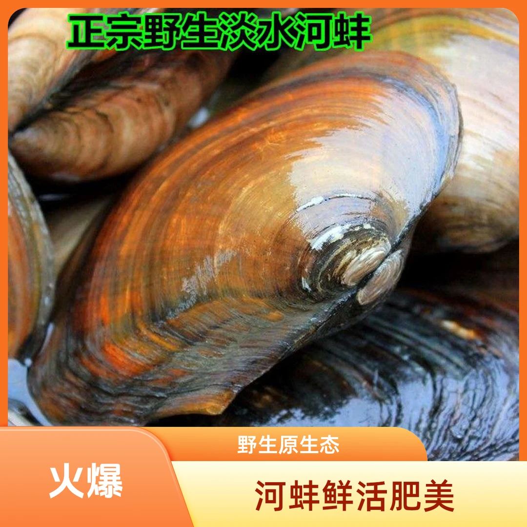 【十一大促】河蚌鲜活净水可养可食用带壳大河蚌可煲汤烧烤清炒红烧
