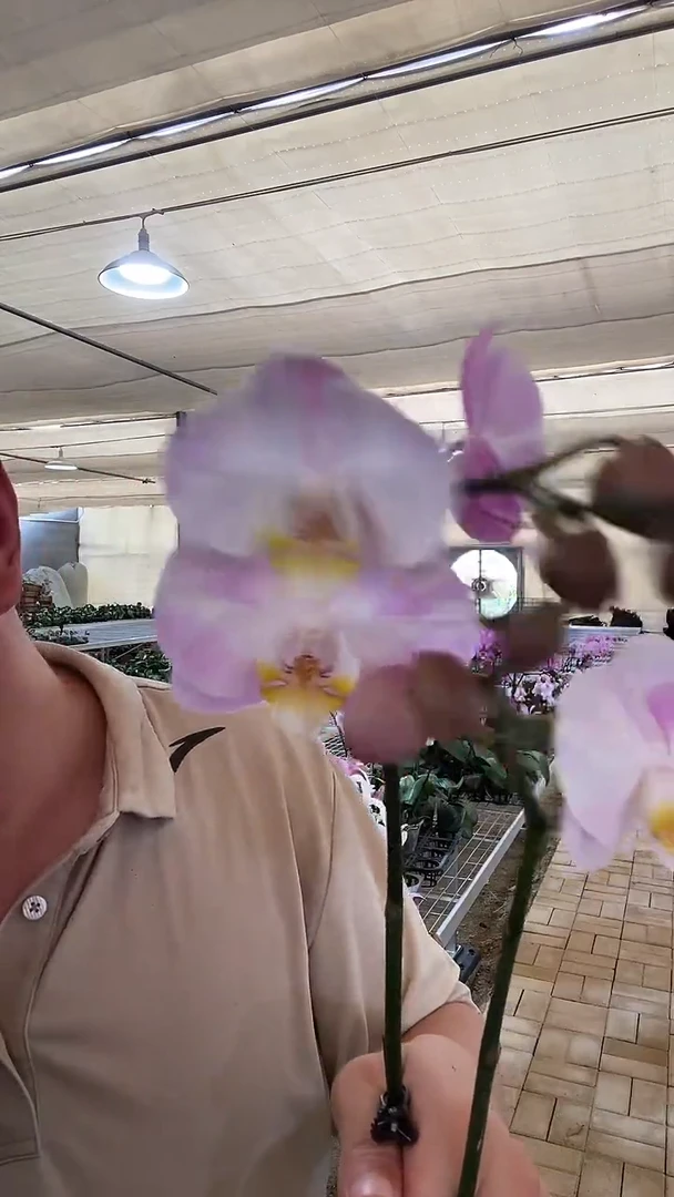 完全开放芳美女朋友1棵