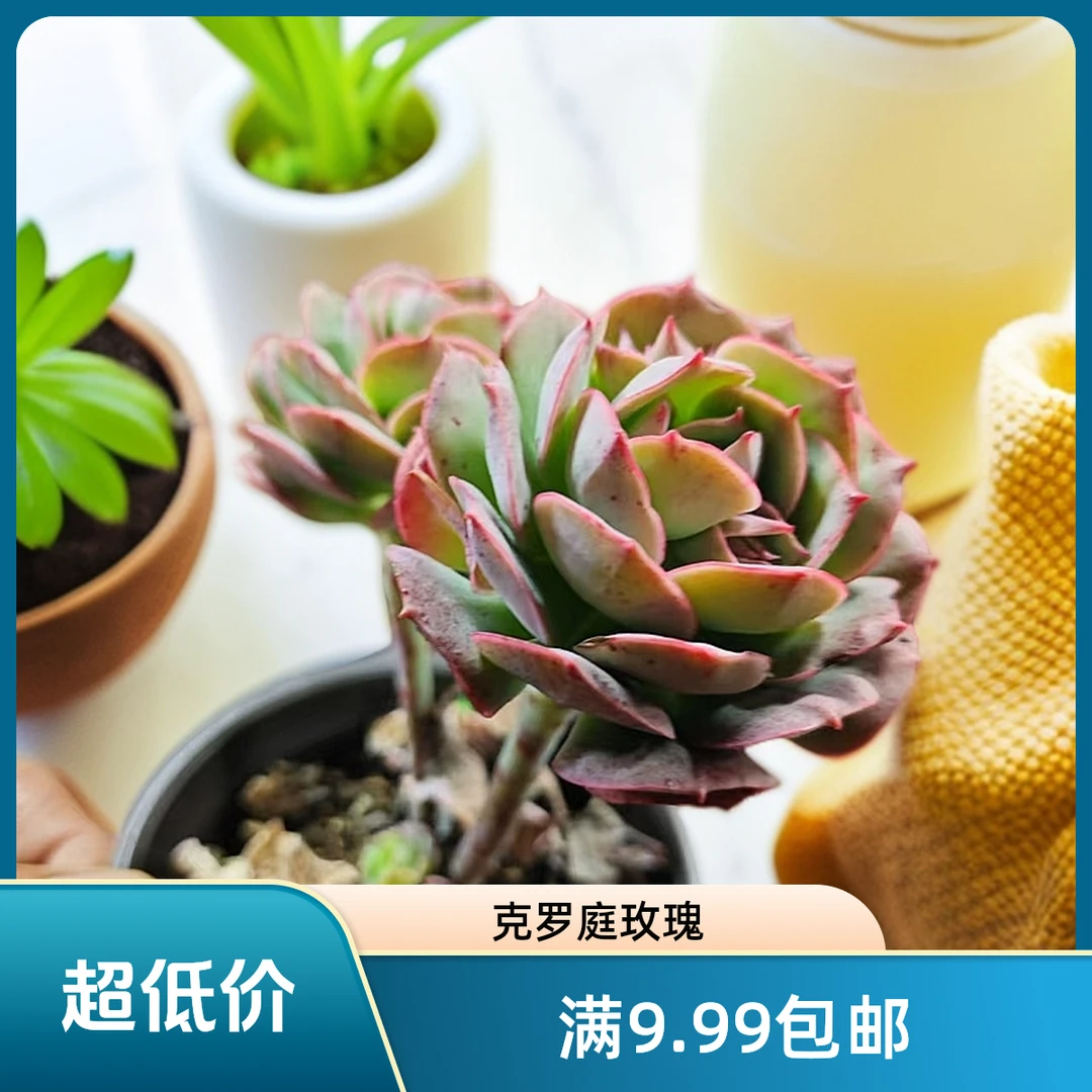 克罗蒂亚玫瑰拼满15元包邮星花怒放阳台露台办公室绿植植老桩