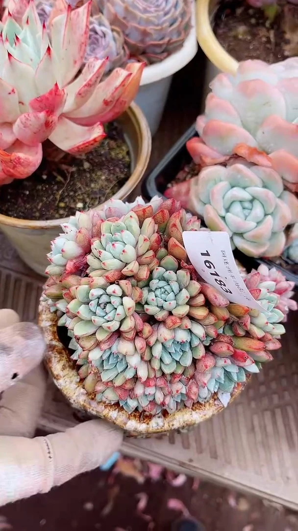 【闪购商品】16183