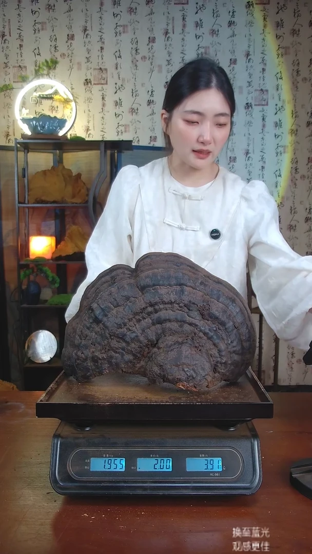 红缘拟层孔菌中国大陆【藏区 野生】红缘树舌（3.91斤）40-50年份