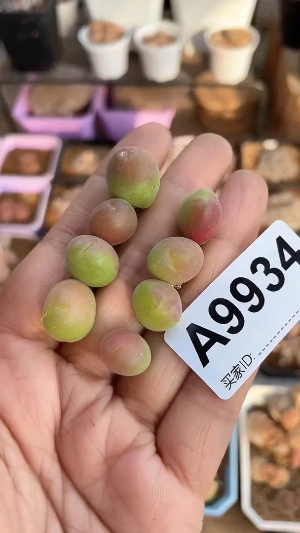 【闪购商品】9934直播一物一拍