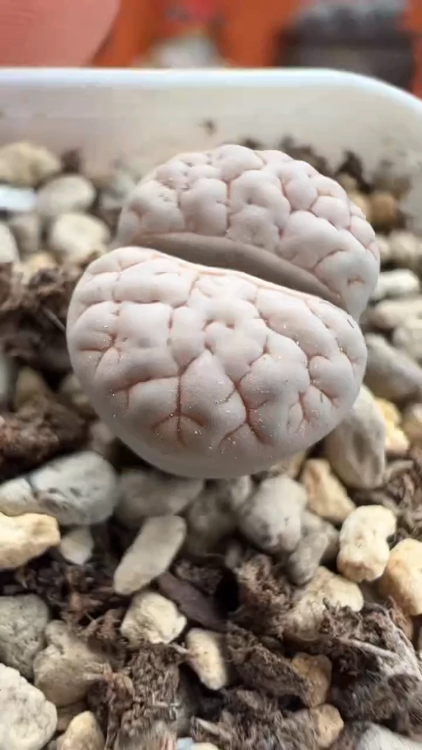 252超级无敌爆炸好看的美肉。。。。。。。。