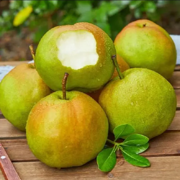 新疆库尔勒香梨 酥脆爆汁  双福发货 顺丰包邮 只发川渝