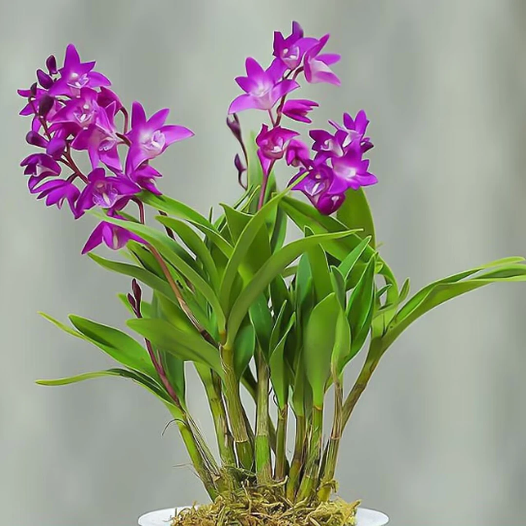 七彩香水石斛兰花四季开花浓香型桌面迷你绿植带花苞育苗盆发货