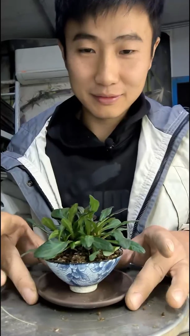 W****森中青园艺一物一拍144