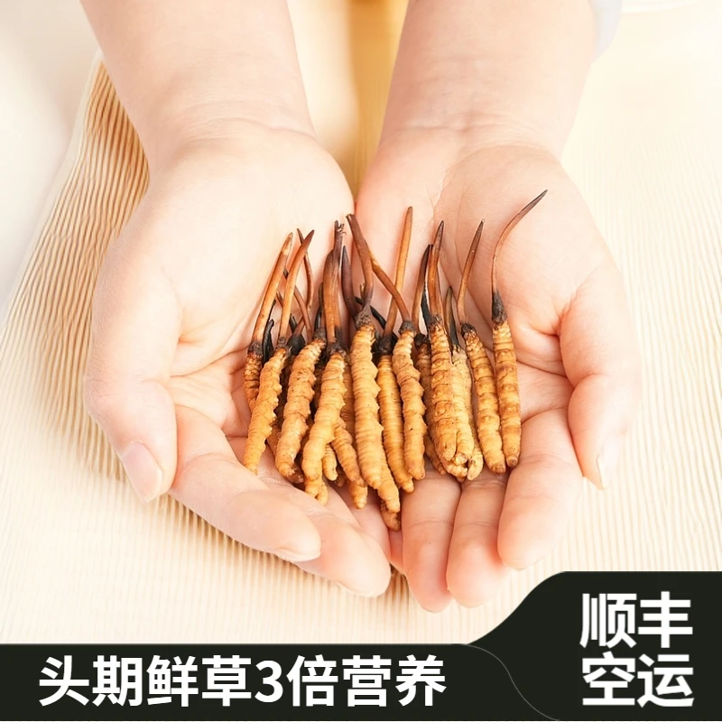 【鑫之贝专属】1.6-1.8克/根100根 2025新鲜冬虫夏草滋补品自用送礼