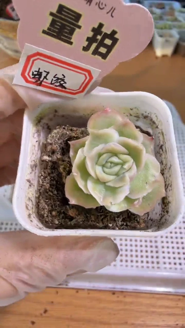 虾饺五方一盆 单双混 量拍混发